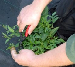 Okatsune Bloemenschaar 304 Lange Bek 13 Okatsune Bloemenschaar 304 Lange Bek -Gardena Verkoopwinkel KST304 4 Okatsune20Bloemenschaar2030420Lange20Bek