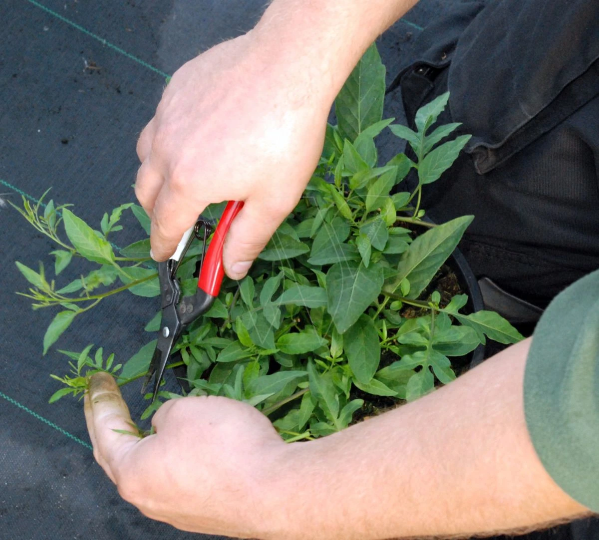 Okatsune Bloemenschaar 304 Lange Bek 6 Okatsune Bloemenschaar 304 Lange Bek - Afbeelding 4