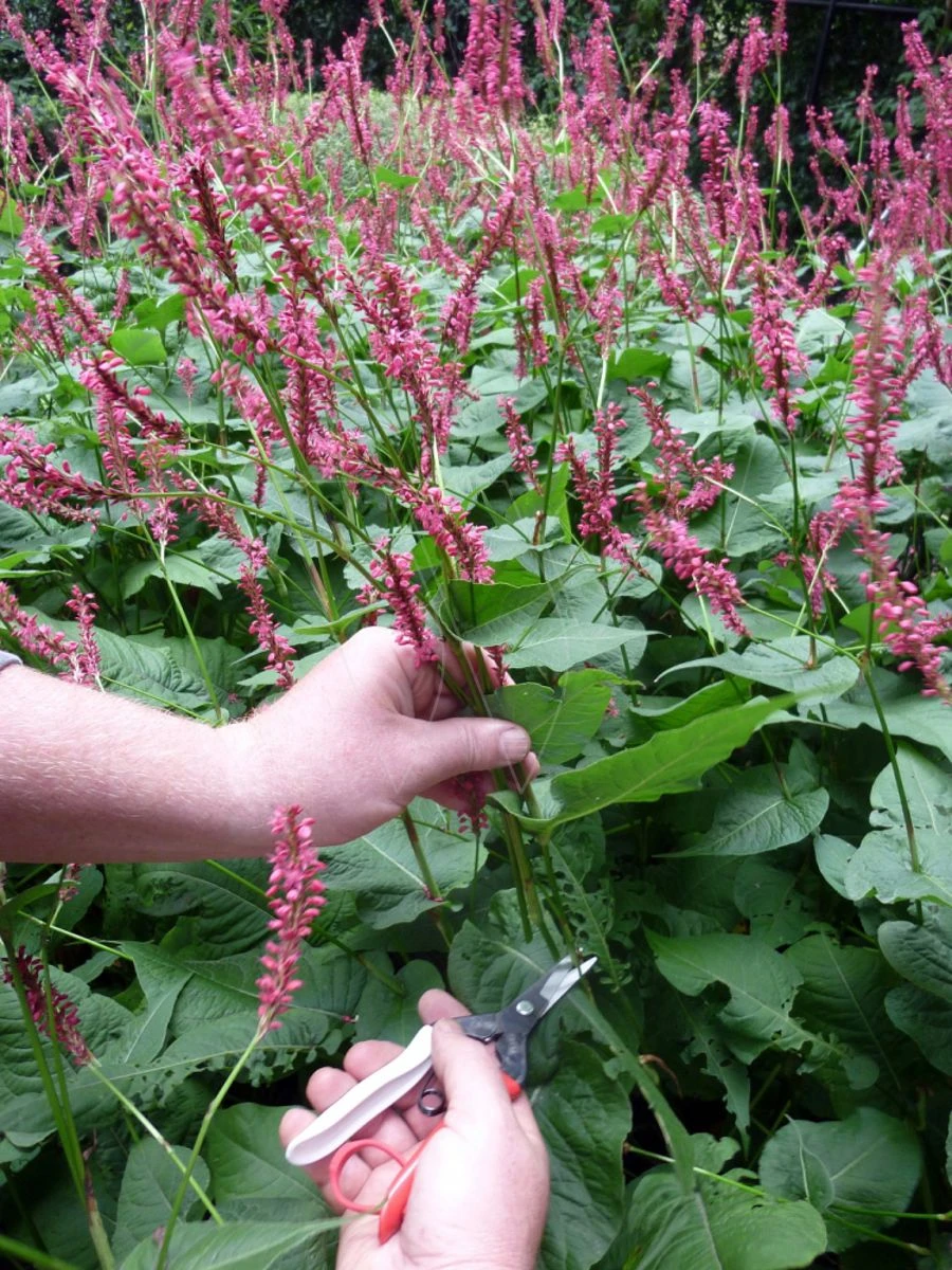 Okatsune Bloemenschaar 304 Lange Bek 10 Okatsune Bloemenschaar 304 Lange Bek - Afbeelding 8